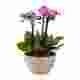 Multi Spike Orchid in Ceramic Bowl