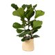Ficus in Basket