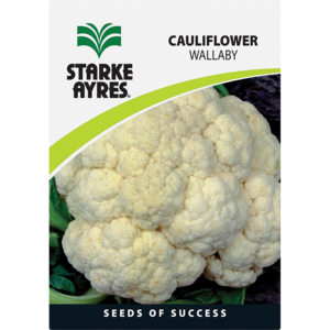 Starke Ayres Cauliflower Variety Vegetable Seeds